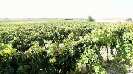 Pour les Côtes-du-Rhône, 2018 sera un très bon cru... mais pas un vin de garde