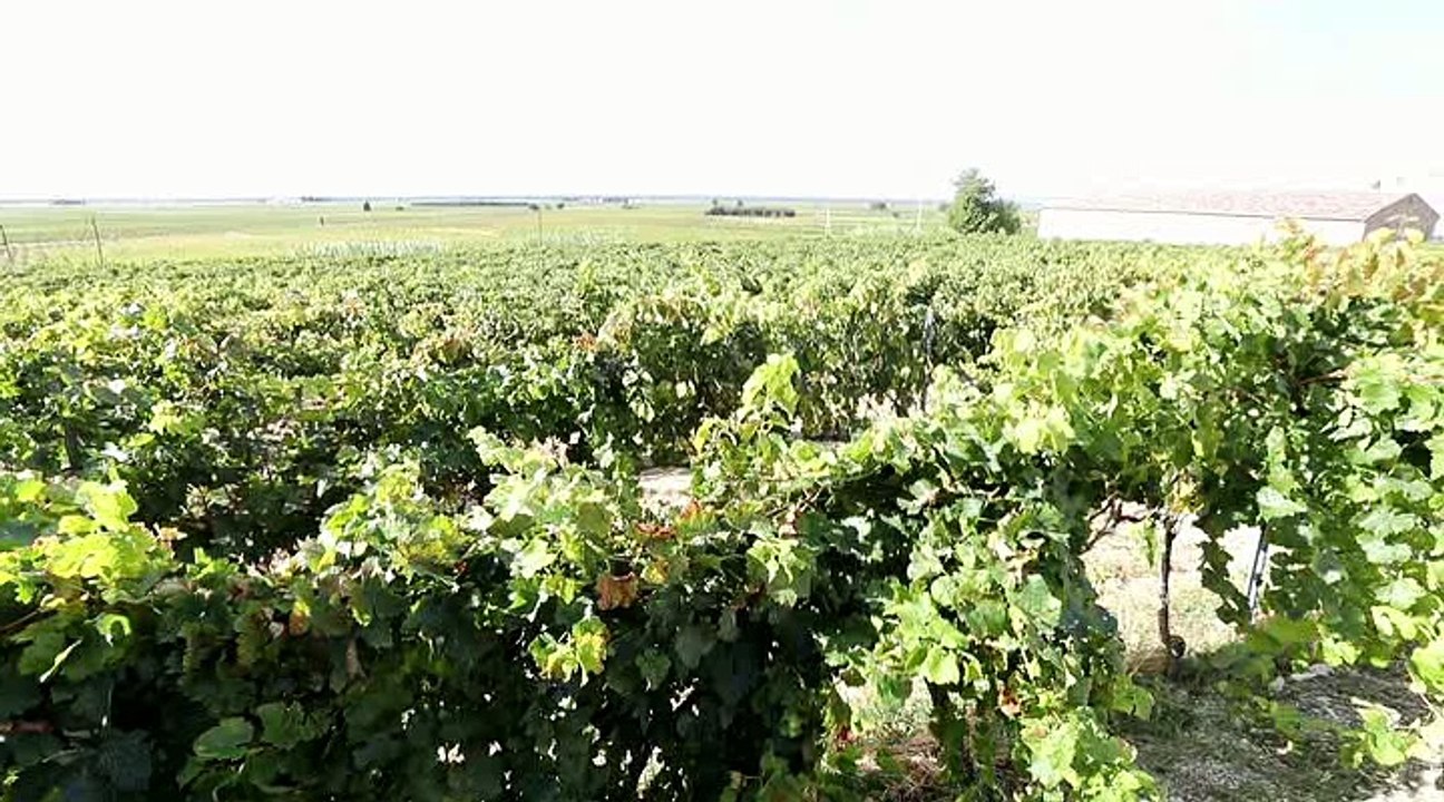 Pour les Côtes-du-Rhône, 2018 sera un très bon cru... mais pas un vin de garde