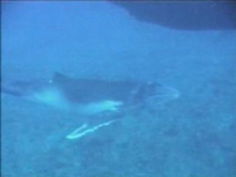 Maman + BB baleine