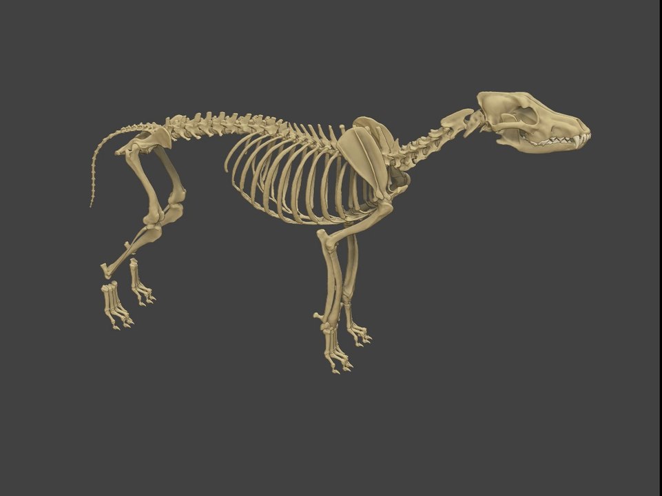 ZBrush Wolf Skeleton
