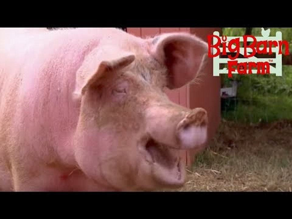 Pampered Pooch | Big Barn Farm | ZeeKay Junior