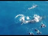 Un groupe de baigneurs attaqué par une baleine (La Réunion)