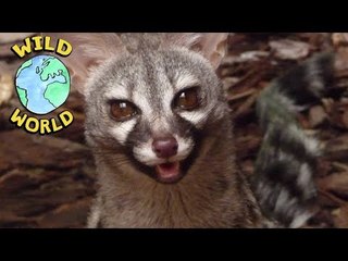 Wild World - Common Genet | ZeeKay