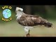 Wild World  - Short Toed Eagle |  ZeeKay