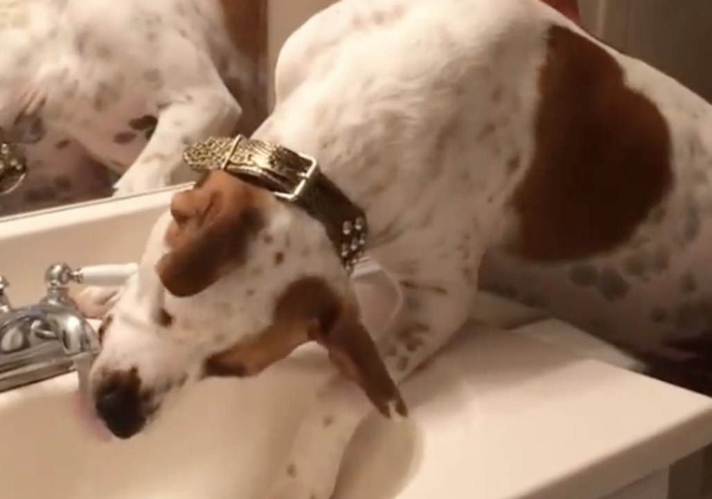 Thirsty Dog Teaches Himself How to Operate Water Faucet