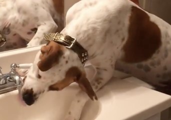 Thirsty Dog Teaches Himself How to Operate Water Faucet