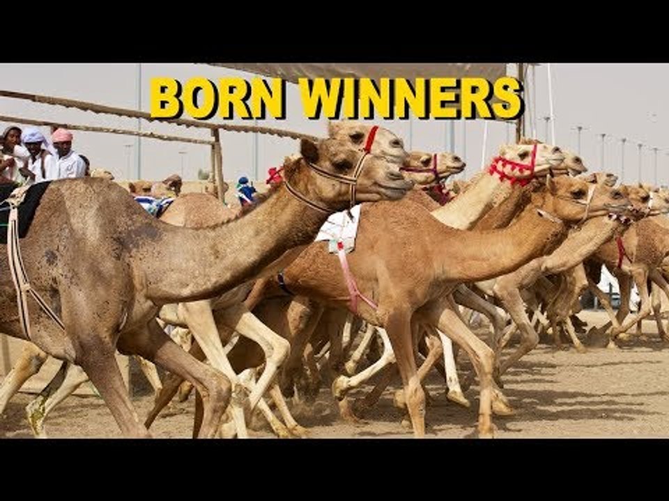 Born Winners - Tarek, The Camel Racer | ZeeKay
