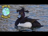 Wild World  - The Pochard and Tufted Duck | ZeeKay