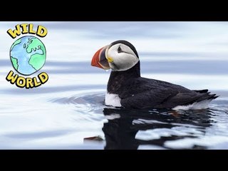 Wild World  -  Puffins | ZeeKay