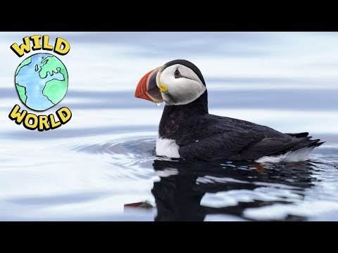Wild World - Puffins | ZeeKay