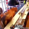 Ce cheval sème la terreur dans un Bar en pleine journée !