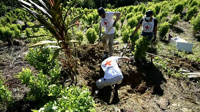 Les champs de coca, véritables cimetières en Colombie