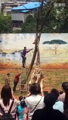 Cette girafe se coince le cou dans un arbre et meurt
