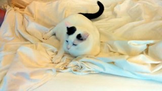 Cat defiantly refuses to give up bed sheets_1