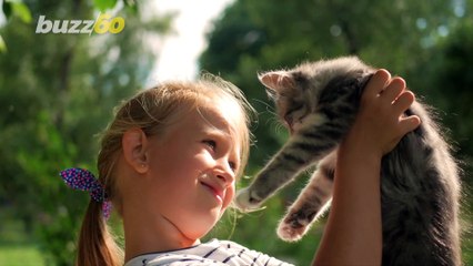 This is How Many Cat Videos the Average Furry Friend Owner ‘ Likes’ a Year