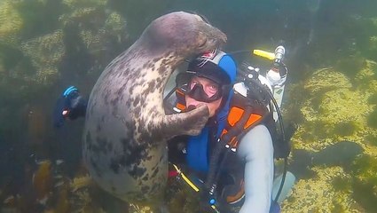Lovable Seal Hugs On Experienced Diver