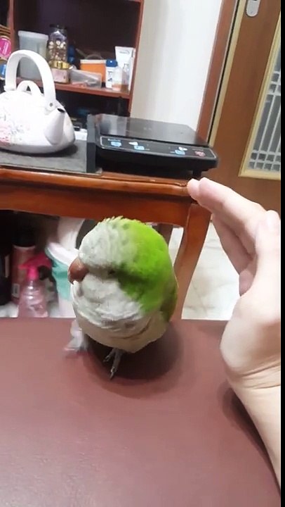 Adorable : ce petit oiseau adore les câlins