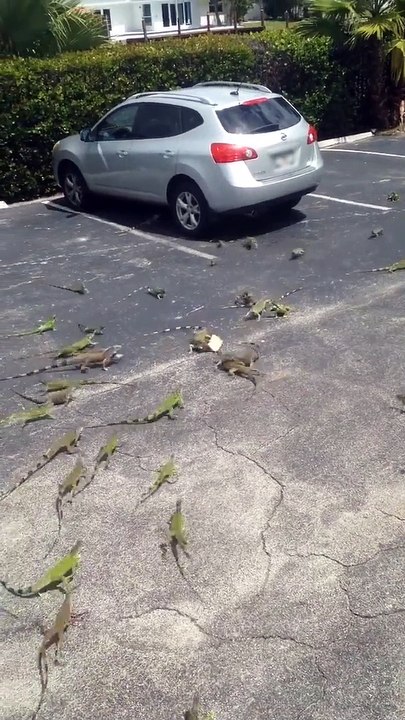 Quand un parking est envahi par des lézards