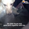 Quand un chien et un chat allaitent leurs bébés dans la même niche... Adorable