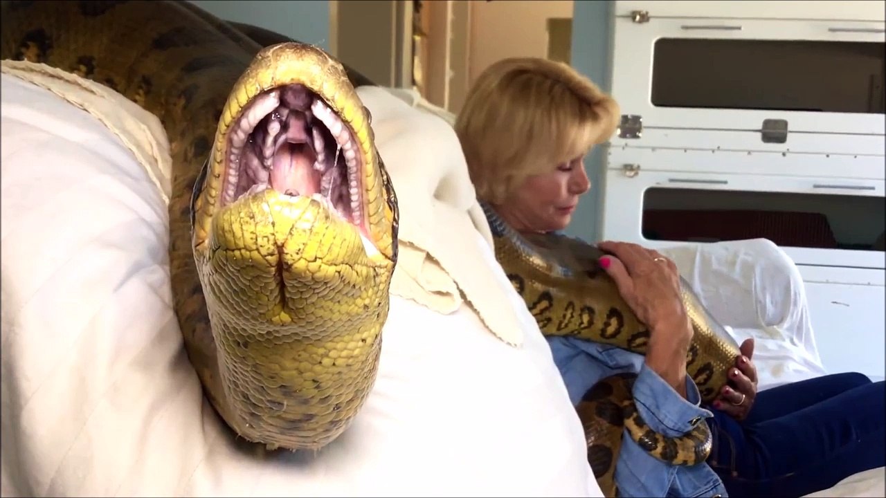 Elle vit avec un anaconda géant chez elle