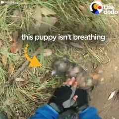 Il trouve un chiot en train de se noyer et le sauve en lui faisant un massage cardiaque