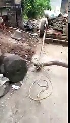 Un buffle s'attelle tout seul à une charrette... Bien dressé