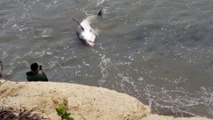 Un touriste trouve un grand requin blanc échoué