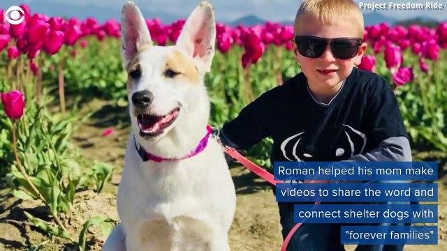 Menino de 7 anos de idade já salvou a vida de 1200 cachorros