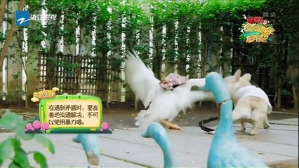 历尽艰辛到达药店 粗心的冬冬却把包丢了《神奇伙伴在哪里》EP3 20181001 精彩花絮[浙江卫视官方HD]