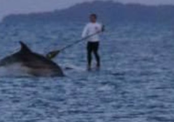 Dolphins Breach Just Inches From Paddleboarders