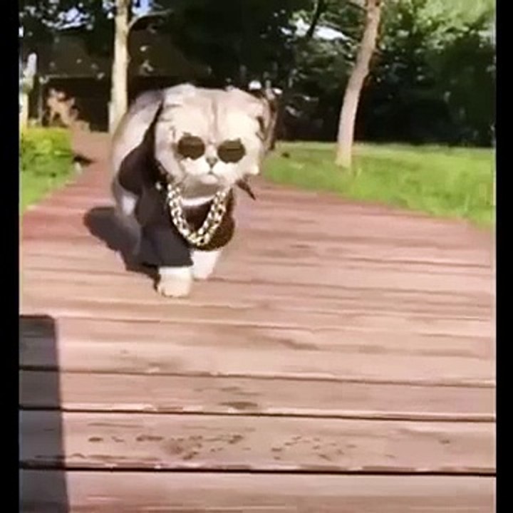 Meet The Cool Gangster Cat