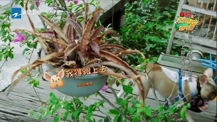 天气转凉米亚卧病在床 冬冬化身爱心购药员《神奇伙伴在哪里》EP3 20181001 精彩花絮[浙江卫视官方HD]