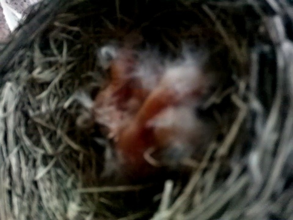 Baby bird is shouting