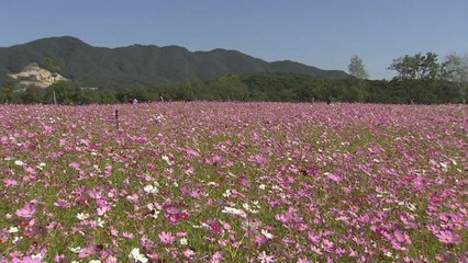 [날씨] 개천절 맑고 한낮 온화...내일 태풍 영향권 / YTN