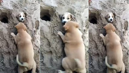 Seeing His Friend Buried Alive, The Dog Rescue His Life By Grabbing His Neck