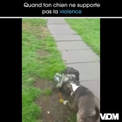 Halte là les piafs ! La violence c'est mal