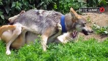 Lobo Desafía a un Alabai Dominante | Wolf Challenges a Dominant Alabai
