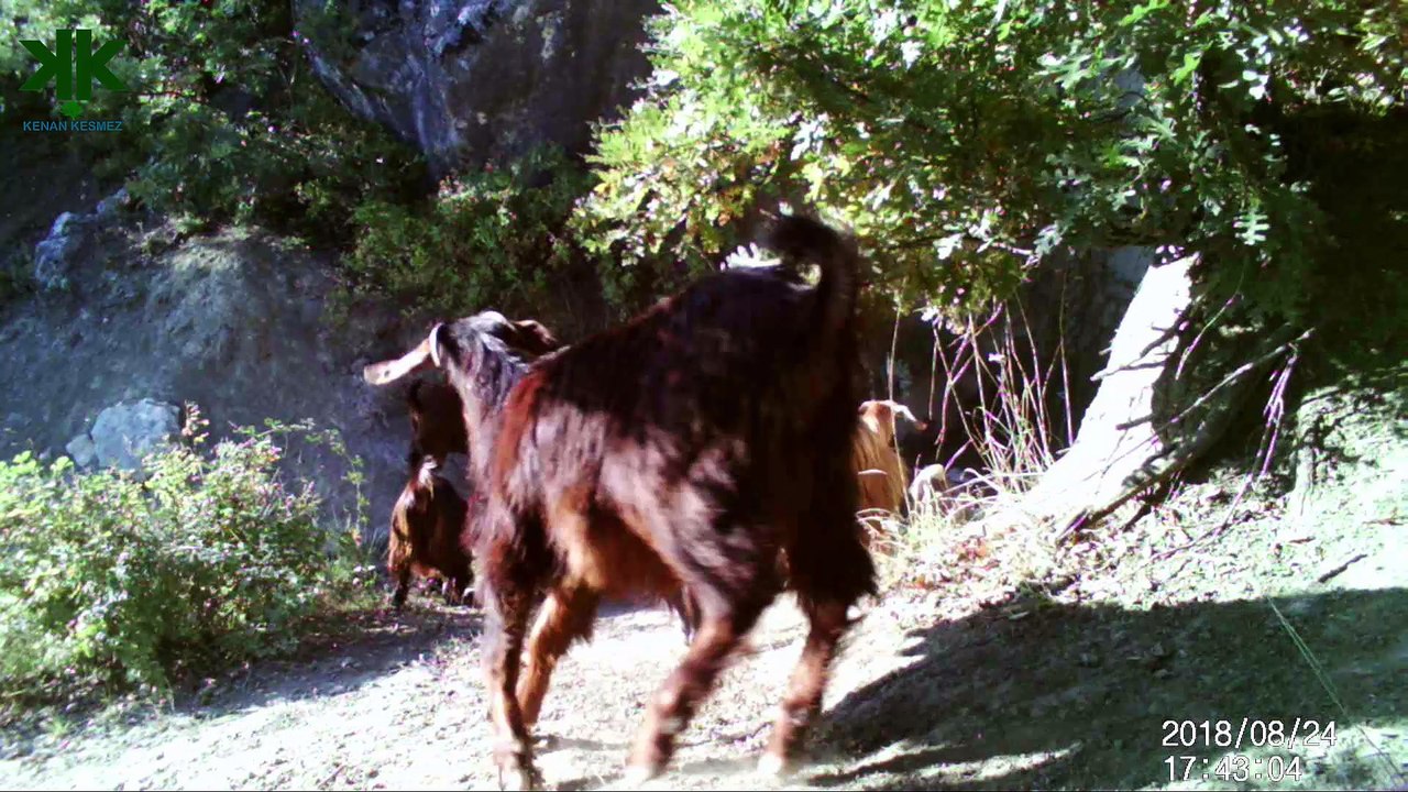 Fotokapan görüntülerimiz (Kaplumbağa,sansar,porsuk,keçi ve çoban köpekleri)