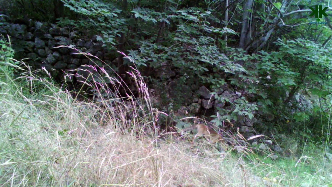 Tokat/Erbaa/Pınarbeyli köyü ormanlarından Fotokapan görüntüleri (TİLKİ)