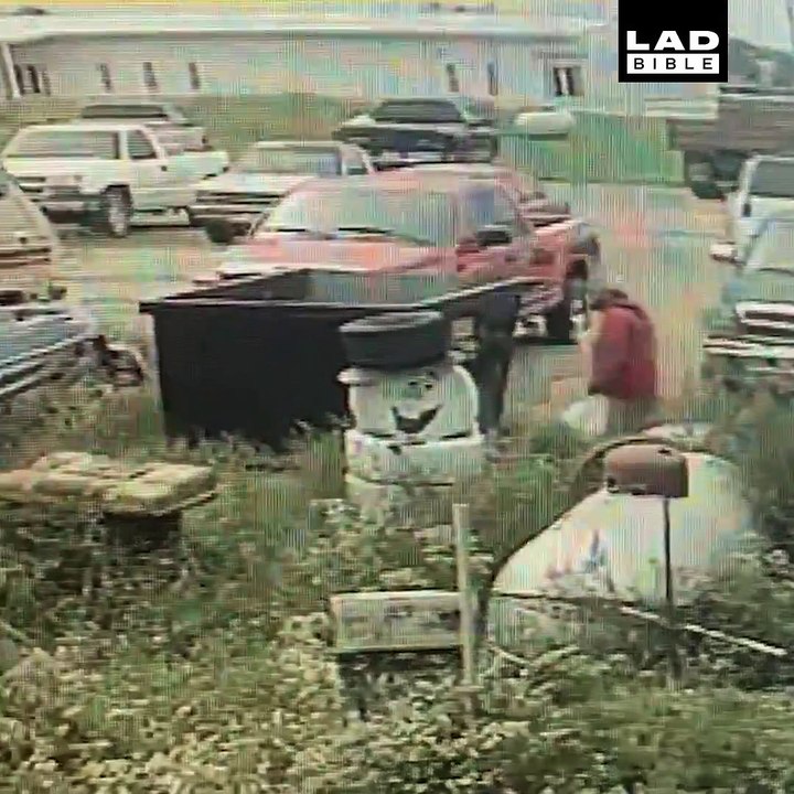 This lad was seriously scared by this dumpster cat 