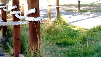 Squirrel Takes on a Snake to Defend Its Home