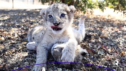 First lion cubs born from artificial insemination are living healthy lives
