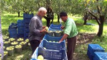 Bu armudun tanesi 1 kilo geliyor