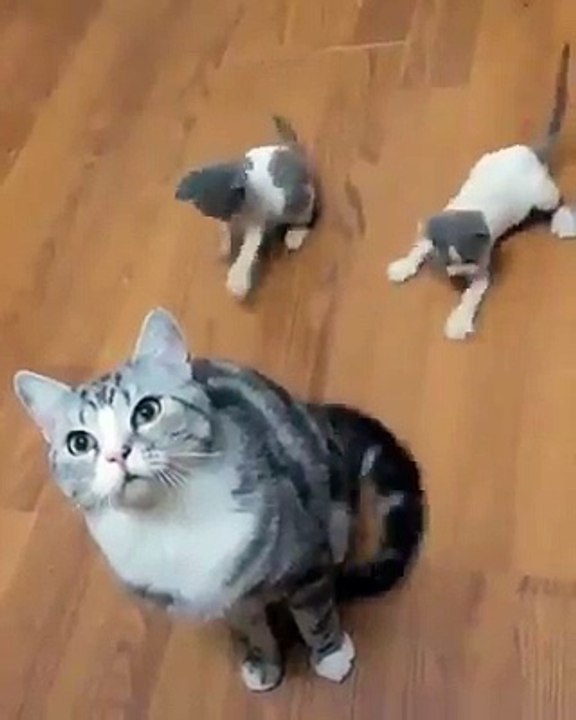 Anne ve yavru kediler