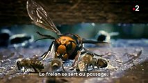 Quand un frelon s attaque à une ruche d  abeilles