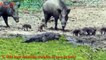 Amazing Animals save calf from other animals- TOP 10 ANIMALS SAVE THEIR CALF