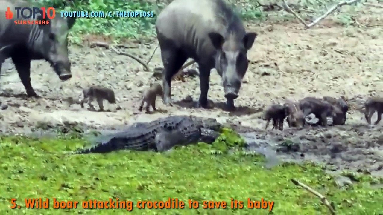Amazing Animals save calf from other animals- TOP 10 ANIMALS SAVE THEIR CALF