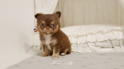 The Loyalty of a Dog 🐶