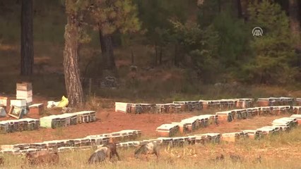 Muğla Çam Balı" Markalaşma Yolunda