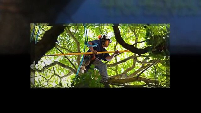 Tree Service Cutting & Removal
